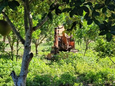 Cần bán trang trại diện tích 25.336 M2 có nhà, ao hồ, gà, vịt, vườn xoài, mít, bưởi, cây ăn quả xã D 8