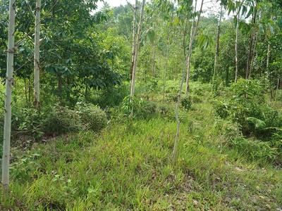 Chính chủ cần bán lô đất trang trại thuộc km 30 minh ngọc - bắc mê - hà giang. 2
