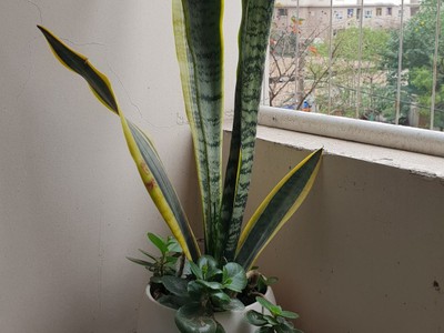 Bán chung cư No11 khu đô thị Sài Đồng, chỉ 1,6 tỷ 70m2, 2 ngủ full đồ về ở được ngay 6