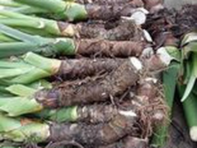 Củ Bạc hà núi - Giấc mơ trong cuộc chiến chống ung thư 0