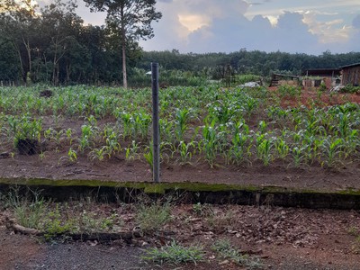 Ra Gấp Lô Đất 1500m2 Thuộc Thôn 6, Xã Long Hà, Huyện Phú Riềng, Tỉnh Bình Phước 1