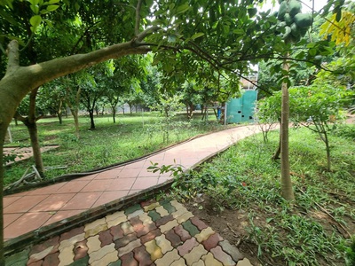 Cho thuê nhà Vườn ở Tứ liên 3400m2 rất phù hợp nghỉ dường nghỉ hoặc làm homestay 1