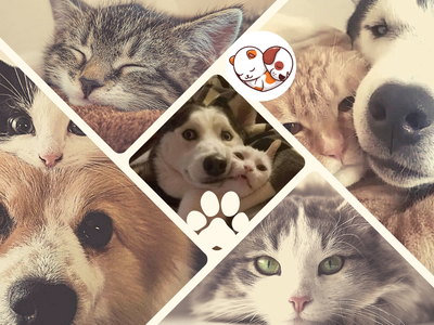 Mèo Anh Lông Ngắn Bicolor 1