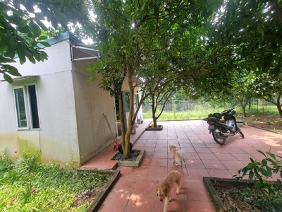 Chính chủ thuê nhà vườn An Lạc ở An Dương 3600m2 làm Homestay,Café, nghỉ dưỡng 1