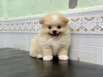 Bé pom siêu cute nhà sinh sản 1