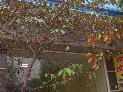 Chính chủ cần cho thuê nhà 3 tầng tại trục chính gần công viên lãm làng, vân dương, vân dương, bắc 2