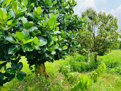 Mua đất tặng vườn trái cây giá chỉ n1 triệu/m2, sổ có sẵn 6