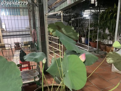 Cứu Thương Staria Nhập Khẩu Hàn Quốc 3990