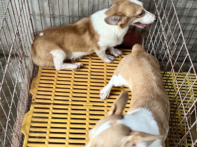 2 em corgi cái trưởng thành 0