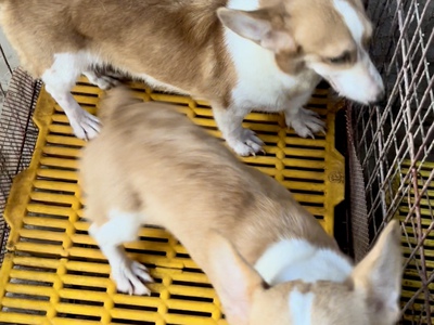 2 em corgi cái trưởng thành 1