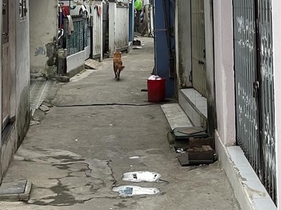 Cứu Thương Staria Nhập Khẩu Hàn Quốc 6161