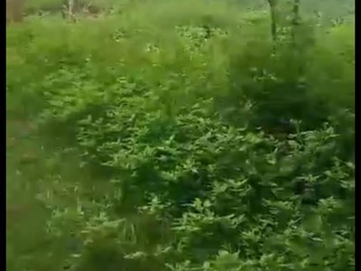 Chính chủ cần bán lô đất vị trí đắc địa tại  xã xuân lộc, huyện hậu lộc, tỉnh thanh hóa 1