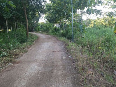 Bán Lô Đất Nền Trục Đường Chính Thanh Hương - Bình Phước 1