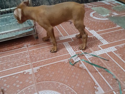 Bán nhà trọ 9 phòng đường Nguyễn Tư Nghiêm, quận 2 503