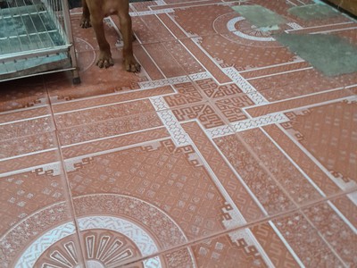 Bán nhà trọ 9 phòng đường Nguyễn Tư Nghiêm, quận 2 502