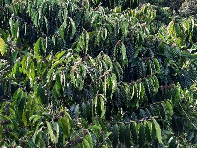 Bán nhà trọ 9 phòng đường Nguyễn Tư Nghiêm, quận 2 1736