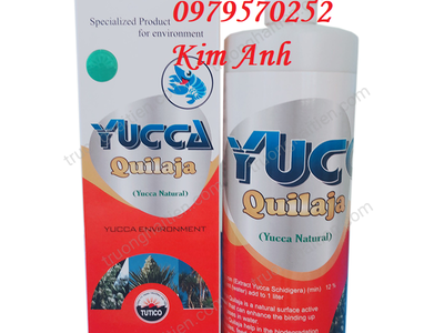 Yucca Quilaja hấp thu khí độc trong ao nuôi thuỷ sản 0