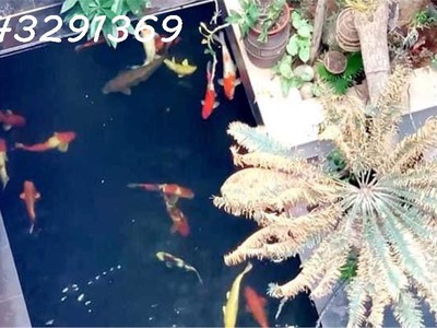 Chính chủ cho thuê CH 3 tầng số 39 mặt phố hoàng cầu 965
