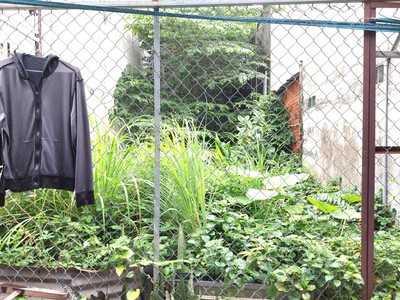 Bán đất thổ cư đường số 8, thủ đức 62m2 4x15.5m chỉ nhỉnh 2 tỷ cắt lỗ bán gấp 2