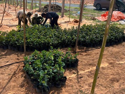 Lô 9400m2 Phúc Khí Farmstay sổ hồng riêng view biển Tuy Phong, Bình Thuận chỉ 390k/m2 3
