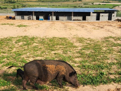 Vợ chồng li dị bán lỗ đất chia tài sản 0