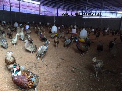 Vợ chồng li dị bán lỗ đất chia tài sản 3