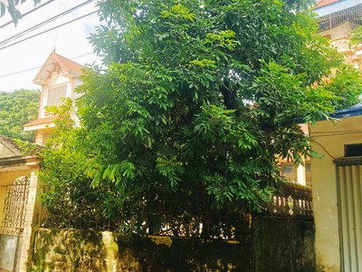 Đồng lạc   chương mỹ  diện tích 12 21 full thổ cư  mua đất tặng nhà cao tầng và 1 quán bán tạp hóa 2