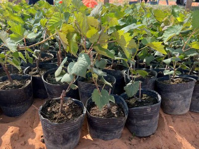 Bán nhanh 5100m2 đất Farm Tuy Phong sổ hồng riêng view biển Bình Thuận chỉ 390k/m2 2