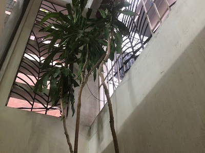 Cho thuê tầng 1 nhà phố ngõ Gốc Đề, Minh Khai, Hoàng Mai, HN 3
