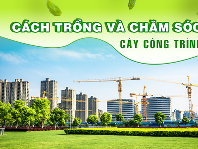 Cách trồng   Chăm sóc cây xanh công trình để đạt hiệu quả tốt nhất 0