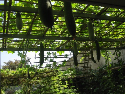 Cần bán căn nhà vườn cực rộng kèm vườn rau hữu cơ chủ chăm chút tỉ mỉ - nhà thiết kế cực đẹp hoà 3