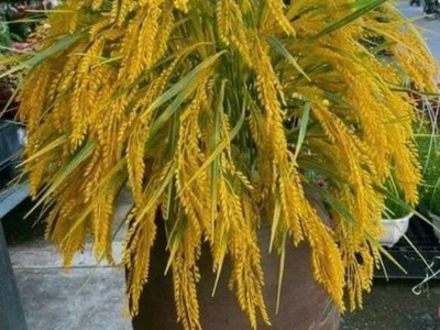 Bán nhà ngã tư phạm văn chiêu ..quang trung. hxh .50m giá 4ty6 1