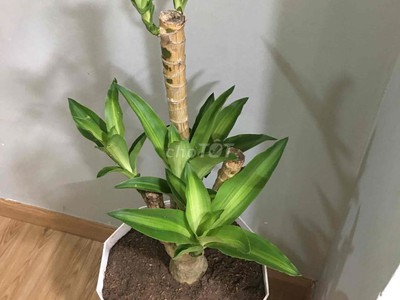 Cần cho thuê lâu dài căn hộ chung cư Osaka Complex 48 Ngọc Hồi, Phường Hoàng Liệt, Quận Hoàng Mai 0