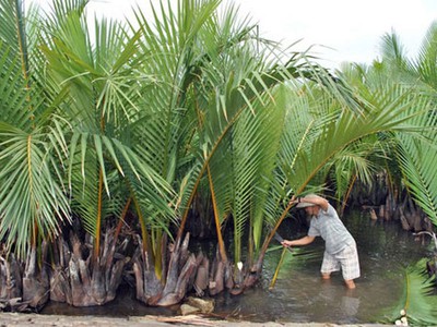 Bán lá lợp quán cà phê 0