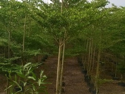 Cây cảnh - Cây xanh - Cây công trình - Chậu men sứ - Lu sành - Chậu nhựa - Phân bón -  Đất trồng cây 6