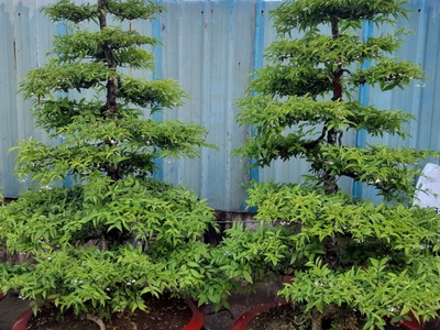 Cây cảnh - Cây xanh - Cây công trình - Chậu men sứ - Lu sành - Chậu nhựa - Phân bón -  Đất trồng cây 8
