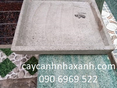 Cây công trình  -  Chậu trồng cây - Caycanhcayxanh.com 5