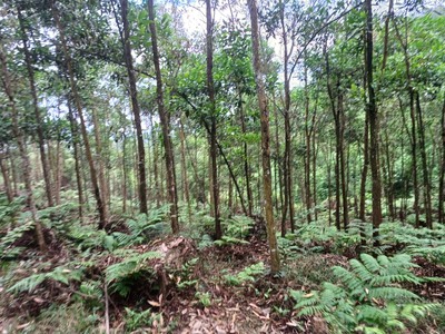 Chính chủ cần bán gấp 11ha đất làm khu du lịch homestay hoặc trang trại tại huyện trấn yên, tỉnh 4