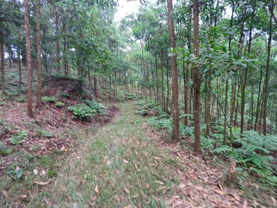 Chính chủ cần bán gấp 11ha đất làm khu du lịch homestay hoặc trang trại tại huyện trấn yên, tỉnh 1