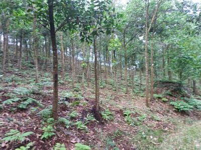 Chính chủ cần bán gấp 11ha đất làm khu du lịch homestay hoặc trang trại tại huyện trấn yên, tỉnh 3