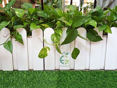 Trang trí ban công, sân vườn với chậu hàng rào gỗ nhựa composite trắng 4