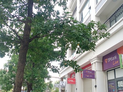 Cho thuê 2 căn b07,b08 khu biệt thự liền kề 622 minh khai thông sang time city 0