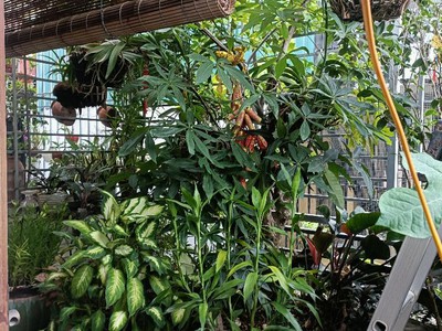 -nghĩa dũng-hồng hà -yên phụ  -ngõ nông - thông - mới đẹp ở luôn - 30m-4t- giá chỉ 4,7 tỷ 3