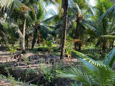 Bán đất vườn dừa bến tre mỏ cày Nam. 700tr/1000m2 0
