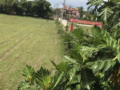 Cho Thuê Nhà sân vườn View lúa Cẩm Kim- Hội An 6