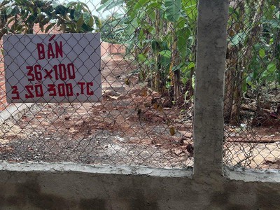 Quần jean True xt usa 5839