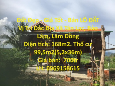 Quần jean True xt usa 5868