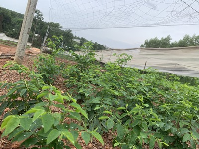 Đất Bắc Sơn Cực Ngợp 7