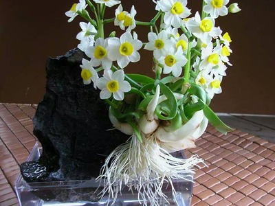 Bán củ hoa Thủy Tiên , bình hoa Thủy Tiên gọt trổ tạo dáng nghệ thuật đón Xuân Giáp Thìn 2024 3