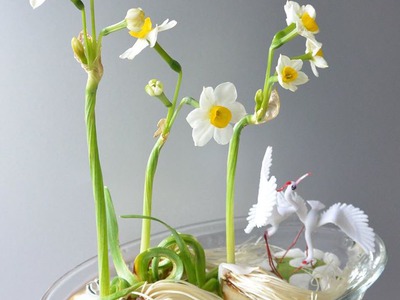 Bán củ hoa Thủy Tiên , bình hoa Thủy Tiên gọt trổ tạo dáng nghệ thuật đón Xuân Giáp Thìn 2024 12